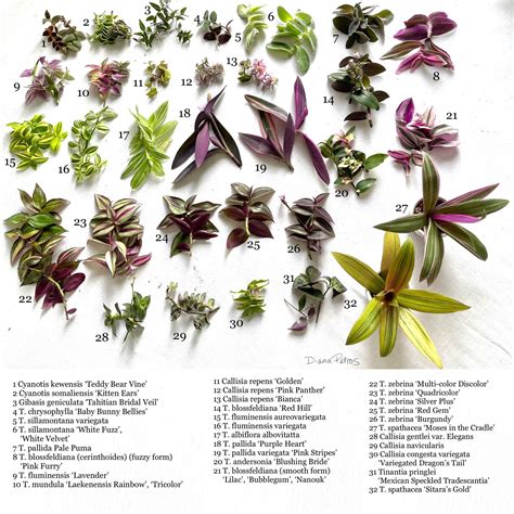 32 Outstanding Varieties of Tradescantia (Inch Plant) https