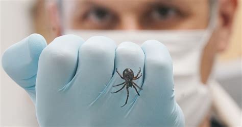 Britain’s only poisonous spiders are invading UK households : r