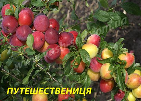 Плодовый питомник, плодовые деревья, алыча, сорт алычи Путешествениця ...