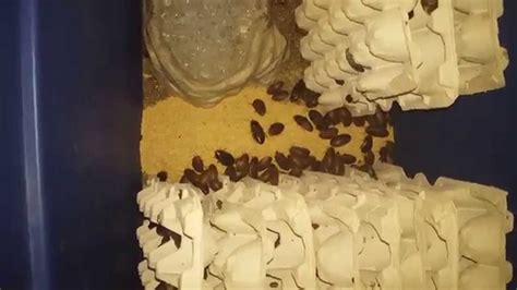 Dubia Roach Colony Eating Time Lapse Youtube