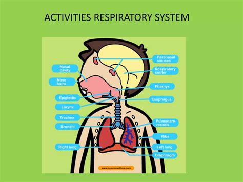 Laboratory Exercises In Respiratory Care
