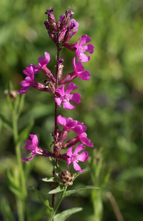 Pechnelke / Sticky Catchfly (Silene Viscaria) Flower Close-Up