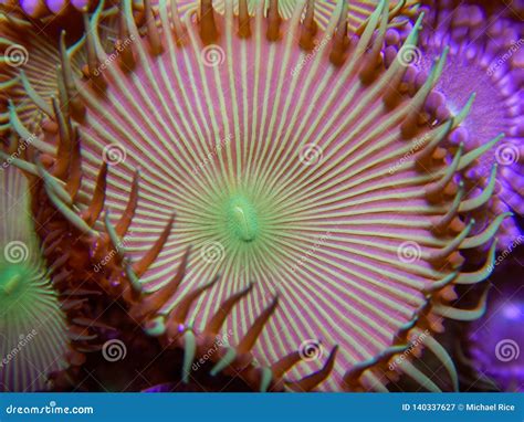 Green Button Polyp Coral Stock Image Image Of Dive 140337627