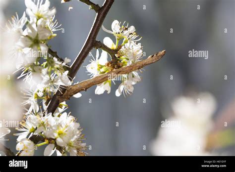 Orange Moth Angerona Prunaria Caterpillar Feeds On Sloe Germany