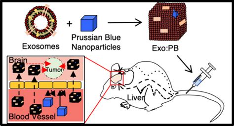 Exosome Coated Prussian Blue Nanoparticles For Specific Targeting And Treatment Of Glioblastoma