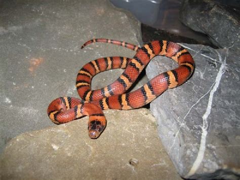 kingsnake.com photo gallery > Kingsnakes > V0605