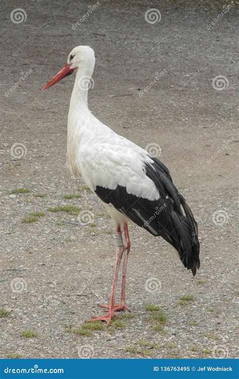 Stork In The Ecomuseum Of Mulhouse In Alsace Stock Image Image Of