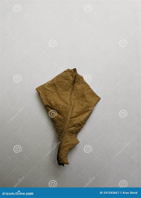 Dried Ketapang Leaves with White Background Stock Image - Image of ground, leaves: 241543667