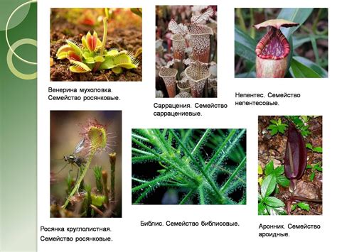 Камеденосные растения примеры - 70 фото