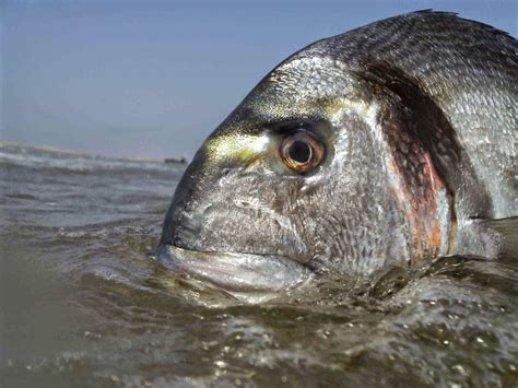 Dorade En Surfcasting Video De Peche