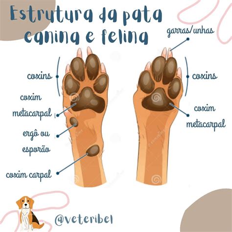 Qual A Diferença Entre Canina E Felina - Estrutura da pata canina e felina | Medicina veterinária, Medicina ...