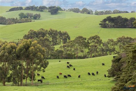 Dairyfarmers Buy Glen Alvie South Gippsland Farm Rodwells