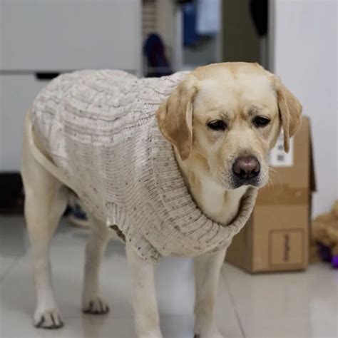 mpk dog sweater wool sweater  small  medium size dogs wool dog sweater labrador sweater