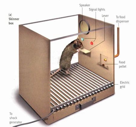 B.F. Skinner: Operant Conditioning, Skinner Box, Baby Tender | Online ...