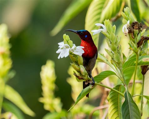 letsgoa birdwatching  bondla wildlife sanctuary goa