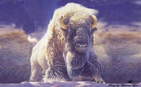 White Buffalo American Bison, American Indians, Native American ...