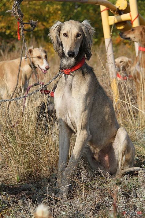 Officials Support Breeding of Tazy Hunting Dogs - The Astana Times