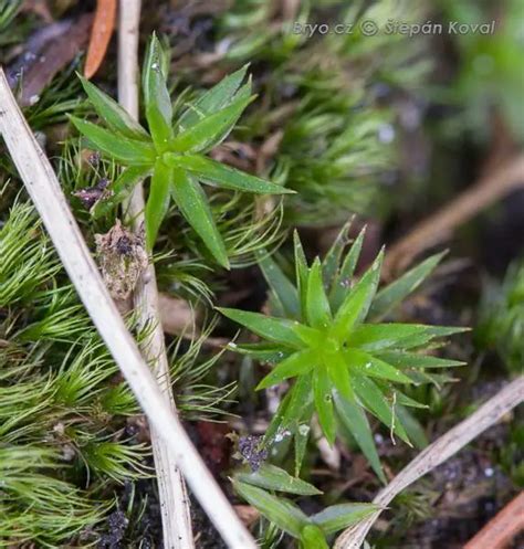 Unveiling The Enchanting Realm Of Polytrichum Longisetum Sw Ex Brid