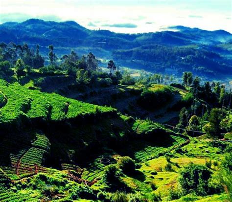 ketti valley twintree kotagiri