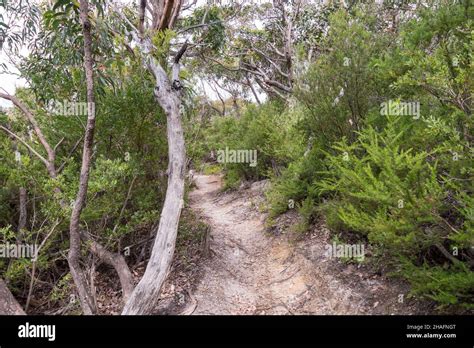 Lilly Pilly Track Wilsons Promontory Victoria Australia Stock Photo Alamy