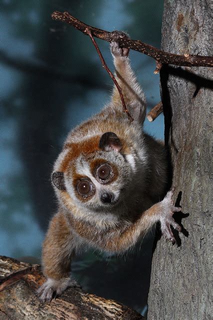 loris on Tumblr