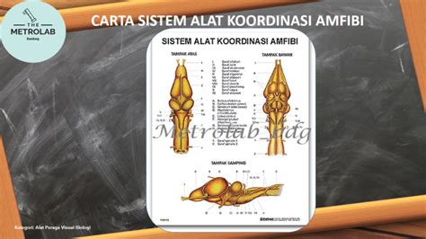 Carta Sistem Alat Koordinasi Amfibi Uk 70 X 100 Cm Art Paper 230 Gr