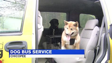 Bark Bus Helping Get Pups To Doggie Daycare Youtube