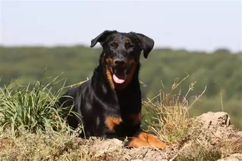 Beauceron Tout Savoir Sur Ce Chien Guide Intelligent