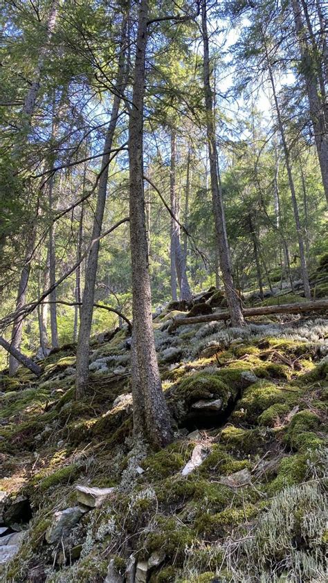 The Ground Is Covered In Moss And Trees