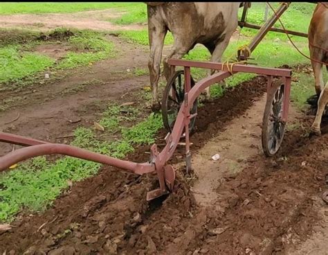 Alirajpur Plough Making Waves Hindustan Times