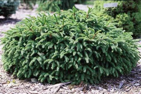 Picea Abies Pumila Norway Spruce