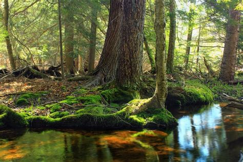 Free picture: swamp, landscape, leaf, tree, wood, wetland, land, nature