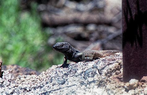 Galerie Photos Photographies Par Michel Andrieux Reptiles