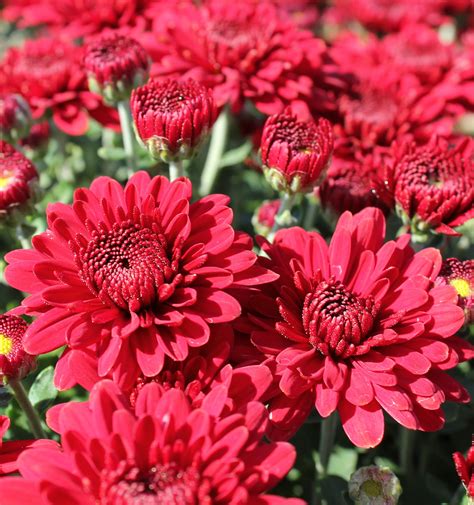 Free photos: Plant - 6790 images, Plant photos, Plant pictures - Page