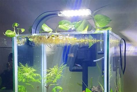 Do Fish Need Light At Night