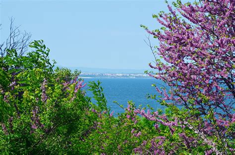 Banco De Imagens Mar Rvore Natureza Ramo Flor Plantar Prado