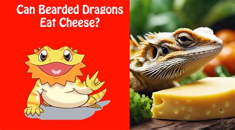 Can Bearded Dragons Eat Cheese A Comprehensive Guide