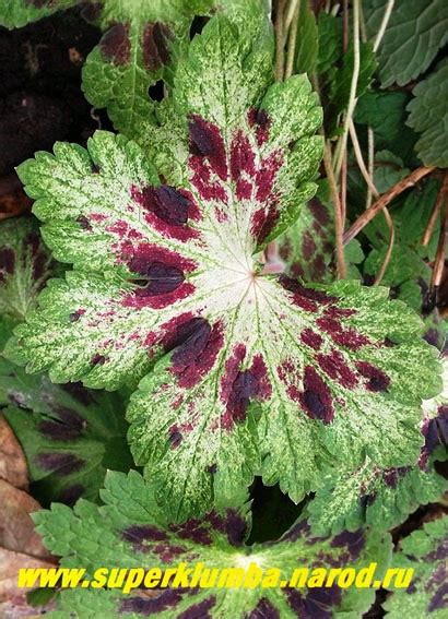 маки, энотера, садовые герани | Зеленая дача