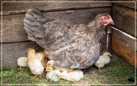 Naked Neck Chicken Breed Profile Facts LearnPoultry