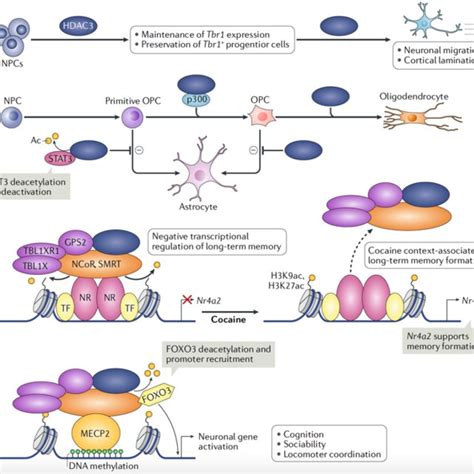 | HDAC3 regulates distinct mouse tissue- specific gene expression ... 