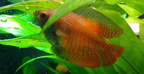 Dwarf Gourami: Care Guide (with Setup, Mates & Breeding)