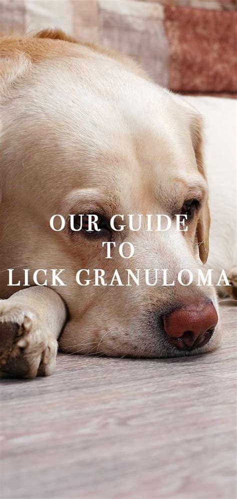 How Do You Treat A Dogs Granuloma