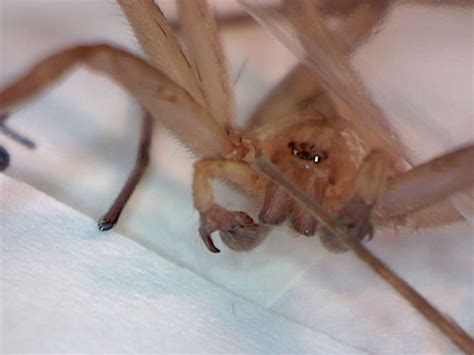 Titiotus Spider A Non Toxic Brown Recluse Look Alike Foothill Sierra Pest Control