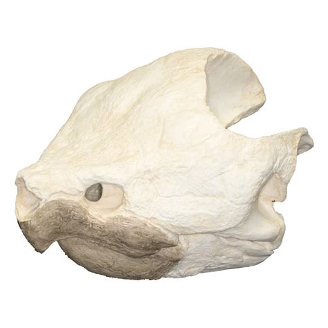 Alligator Snapping Turtle Skull