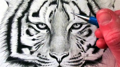 draw  tiger youtube