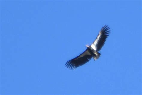 DSC 0559 Condor 411 At Pinnacle NP Born 2006 And Rel Flickr