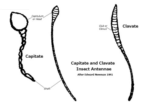 Newman, Wikimedia Commons, Antenna, Trek, Anatomy, Insects, Artistic ...