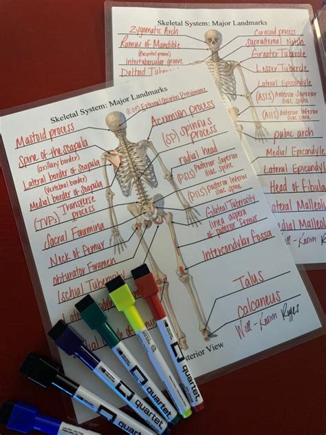 Skeletal System Major Landmarks Dry Erase Worksheets Etsy