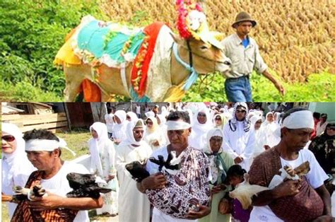 750 Gambar Sapi Untuk Kolase Hd Terbaik Kumpulan Gambar Kolase