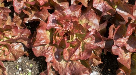 35 Different Varieties Of Lettuce To Grow This Season